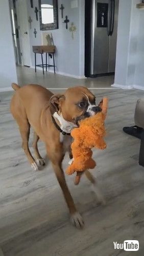 uBoxer Dog Dances with Toy || ViralHogv