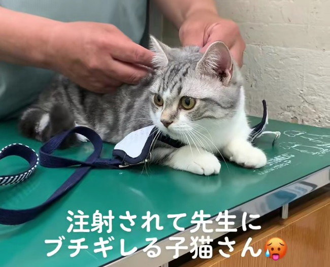 子猫 何するの 獣医師 ごめんごめんごめん 注射にブチ切れる猫とひたすら謝る先生のやりとりに かわいくて笑っちゃう の声 ねとらぼ