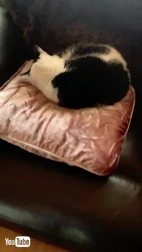 uOld Cat Snores Loudly || ViralHogv