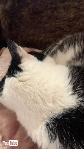 uOld Cat Snores Loudly || ViralHogv