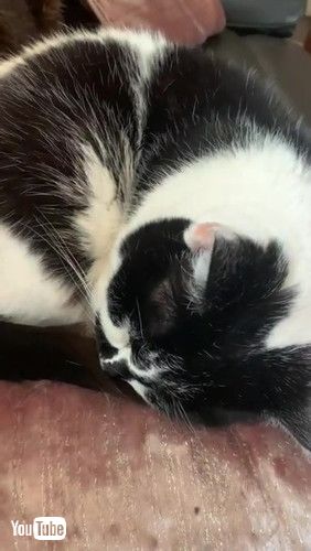 uOld Cat Snores Loudly || ViralHogv