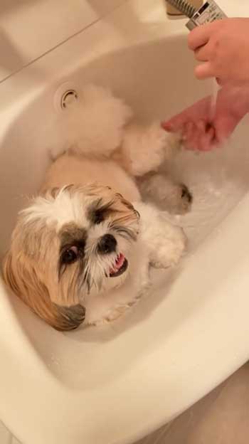 水浴びをする犬