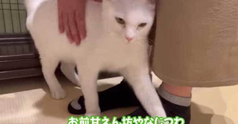 人嫌いの元野良猫が、初めて飼い主に甘えると…… 正体を現したような甘えん坊ぶりに「人の愛をわかってくれたんだね」と感動の声 ねとらぼ