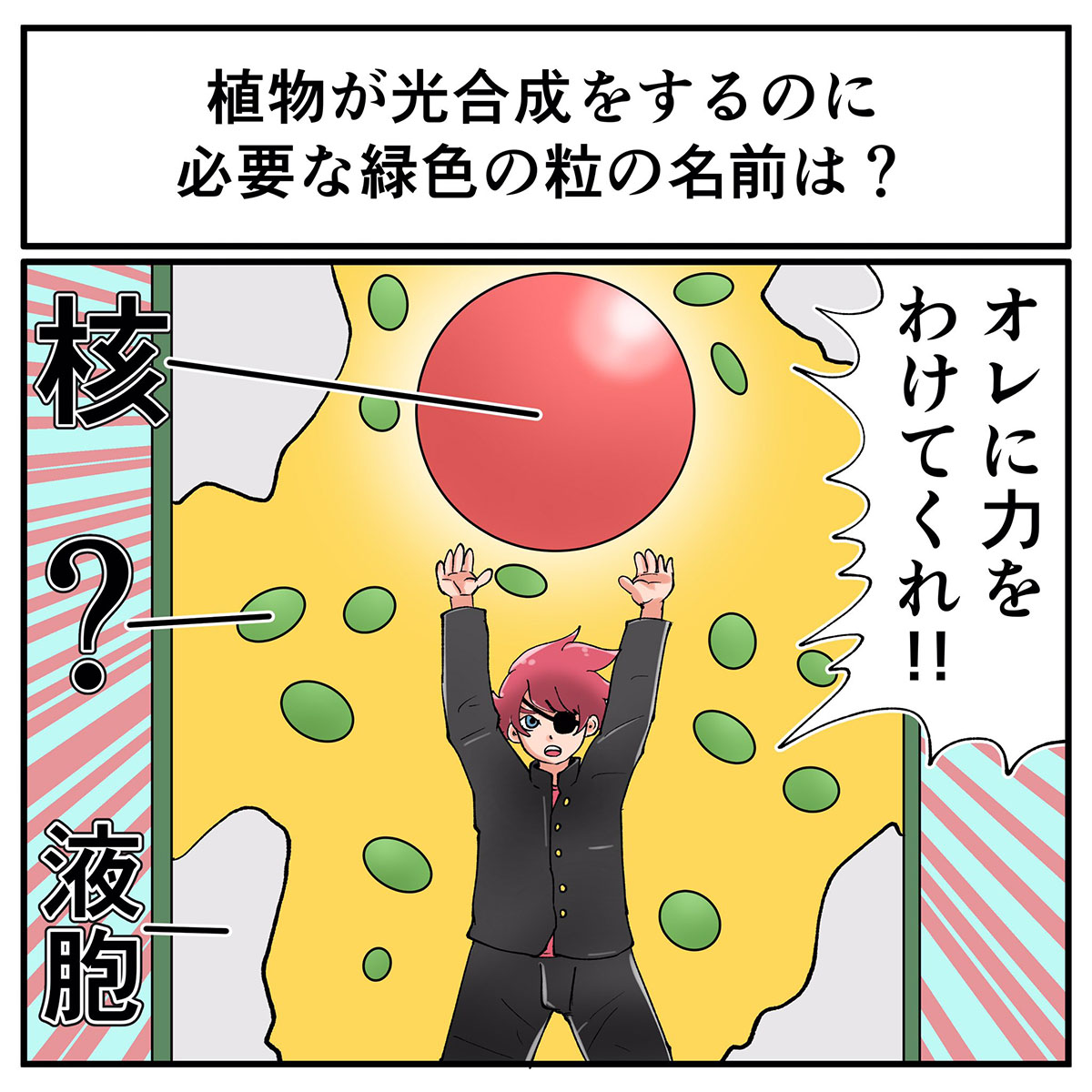 光合成に必要な緑色の粒は何 中2なら秒で分かるかもしれないクイズ 理科 生物と細胞編 1 2 ページ ねとらぼ