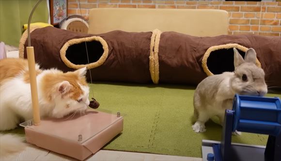 弟猫とお昼寝したいウサギ 身振り手振りで飼い主に伝え 仲良く並ぶ寝顔に めっちゃ可愛い 素敵な家族 の声 1 2 ページ ねとらぼ