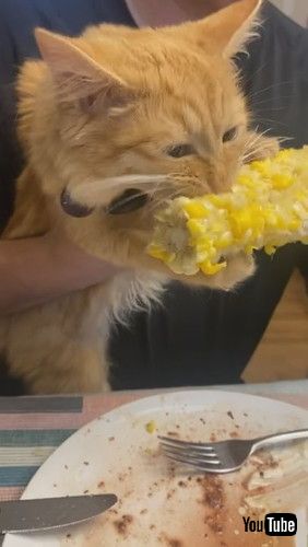 uKitten Chows Down on Corn on the Cob || ViralHogv