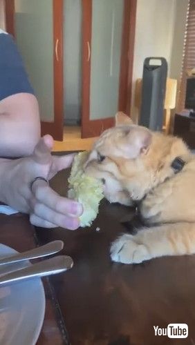 uKitten Chows Down on Corn on the Cob || ViralHogv