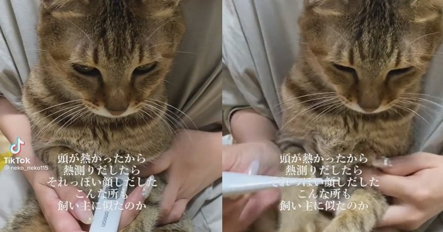 頭が熱い猫の体温を測ってみたら 元気だけど それっぽい 表情をする猫に 子どもみたいでかわいい の声 ねとらぼ