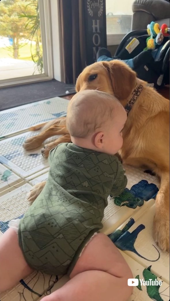 赤ちゃんに愛情あふれる大型犬 優しいペロペロが止まらず お姉ちゃんワンコのお世話風景にほっこりする 米 1 2 ページ ねとらぼ