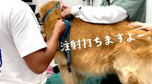 大型犬の注射