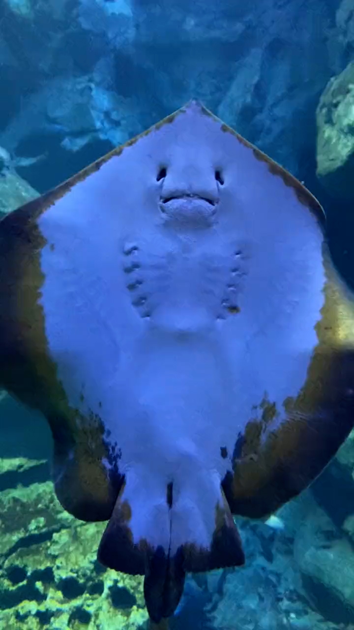 急に電池が切れるエイ 突然かたまり水底にヒューンと落下する謎行動がかわいい 1 2 ページ ねとらぼ