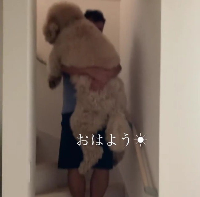 35キロのデカワンコ 階段抱っこ お散歩イヤイヤ 子どものような甘えっぷりが130万回再生 ねとらぼ