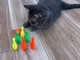 ボウリングを楽しむ猫たち→新しい遊び方を発見　「やっぱりw」な展開に「なんてかわいいの！」の声