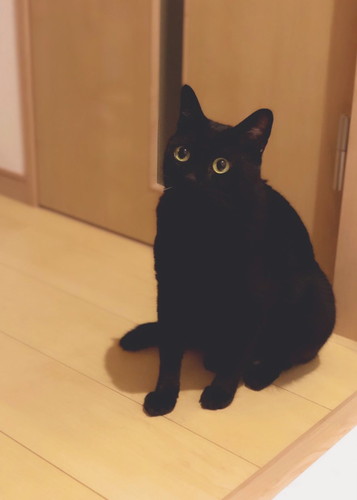 飼い主がうっかり「ちゅ～る」と言い、恐る恐る足元を見ると 