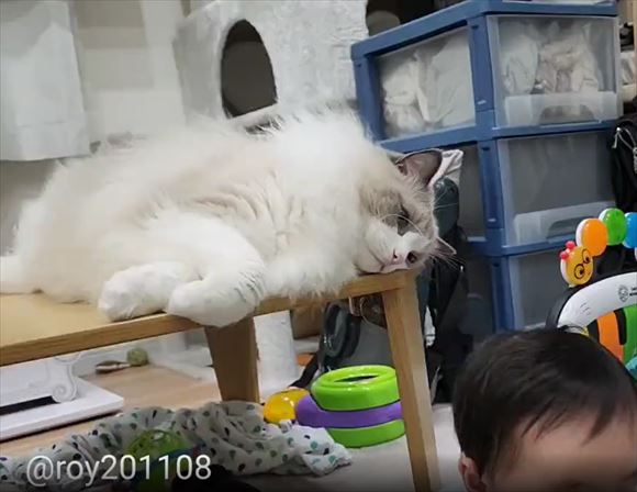 猫が赤ちゃんを親のように見守って……頭ポンポン 愛情いっぱいな