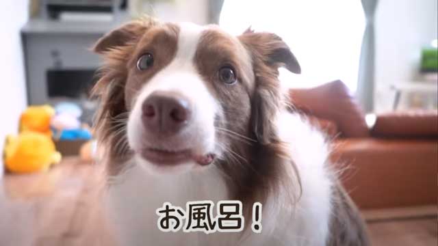 お風呂嫌いのワンコ 新居初のシャンプーで 飼い主も予想外の行動に まさかのまさか 成長してる の声 ねとらぼ