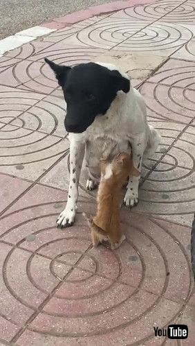 uMama Dog Feeds Hungry Kitty in the Street || ViralHogv