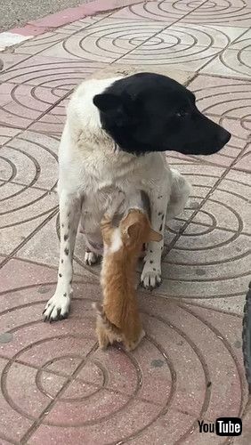 uMama Dog Feeds Hungry Kitty in the Street || ViralHogv