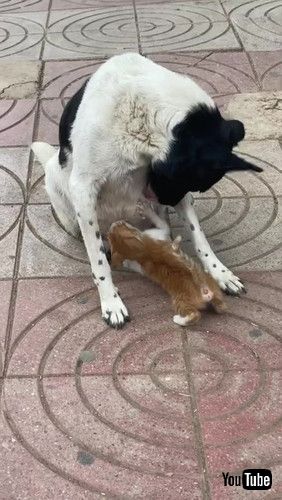 uMama Dog Feeds Hungry Kitty in the Street || ViralHogv