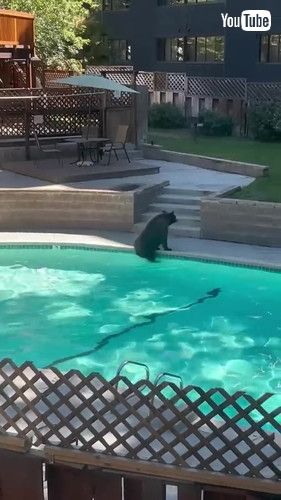 uA Bear Takes a Dip in the Pool || ViralHogv