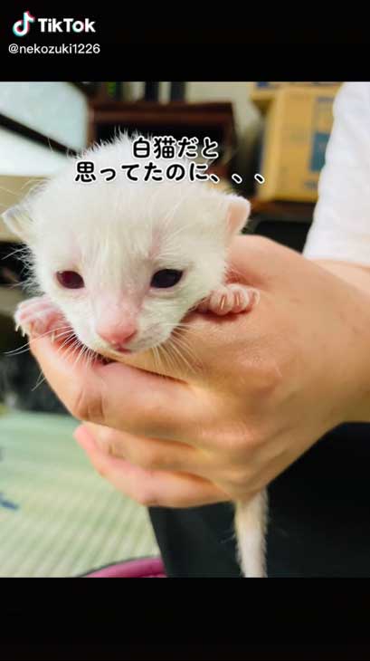 白猫だと思ってたのに→「メークみたいな模様が出てきた」 猫の成長