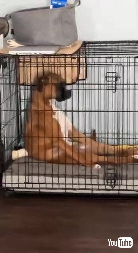 uBoxer Pouts in His Kennel || ViralHogv