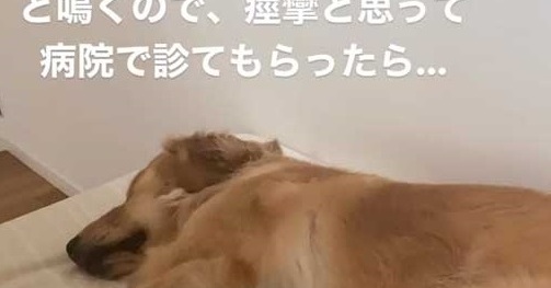 愛犬が睡眠中 ウーワウッ ピーッ と鳴くので病院に連れていったら まさかの診断名に 爆笑した と121万回再生を突破 ねとらぼ