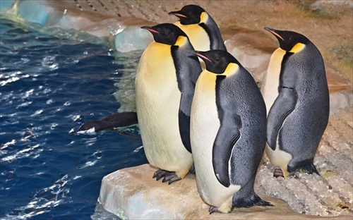 名古屋港水族館 ガチャde寄付 エンペラーペンギンの羽根 - 水族館