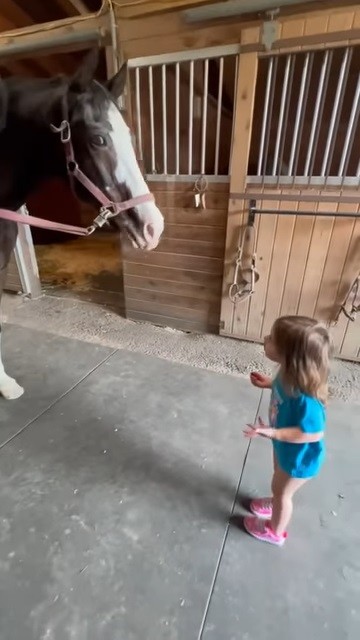 馬と会話する女の子