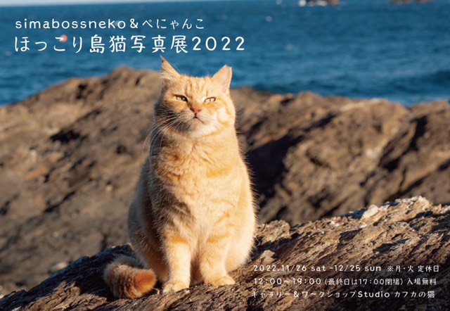 島民たちに愛され のびのびと暮らす猫ちゃんたち 旅先での出会いをおさめた ほっこり島猫写真展22 開催 ねとらぼ