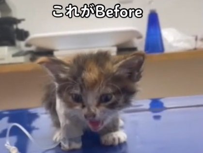 瀕死の子猫を保護、獣医師に「難しいかも」と言われたが…… かわいい