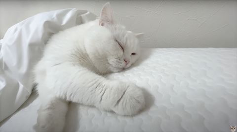 寝てる猫ちゃんアップ
