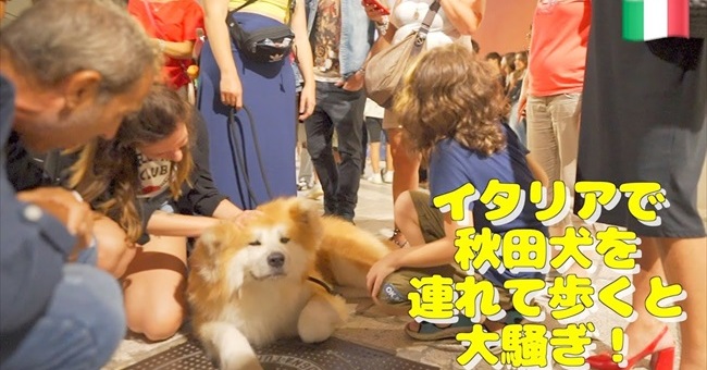 でかモフな秋田犬とイタリアの街を歩いたら なんていう犬種 かっこいい と大人気な様子がほほ笑ましい ねとらぼ