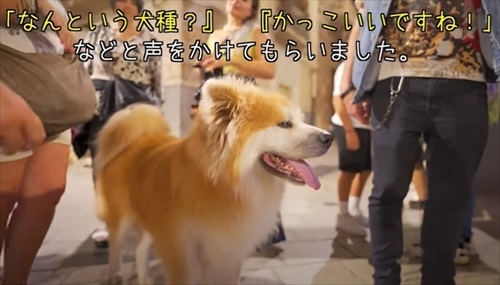 でかモフな秋田犬とイタリアの街を歩いたら なんていう犬種 かっこいい と大人気な様子がほほ笑ましい ねとらぼ