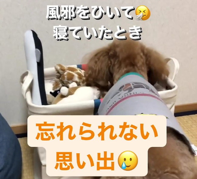 風邪で寝込む飼い主に 愛犬が届けてくれたものは 愛情あふれる行動に飼い主 忘れられない思い出 ねとらぼ