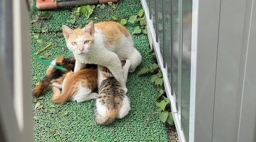 庭にやってきた猫家族