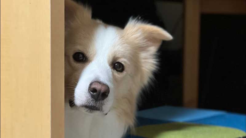 ひとりで眠れないワンコ 飼い主を見つめ 一緒に寝てくれないの ピイーッとせつなく鳴く姿がいとおしい ねとらぼ