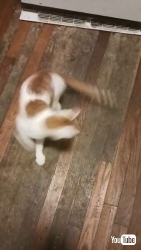 Twirling Kitty