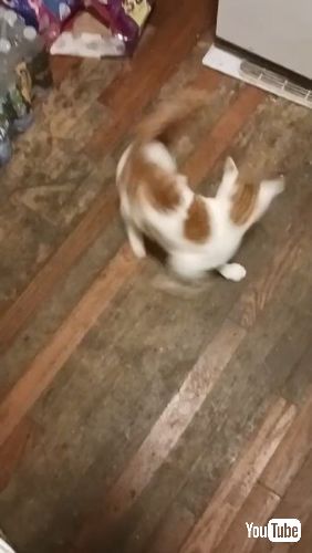 Twirling Kitty