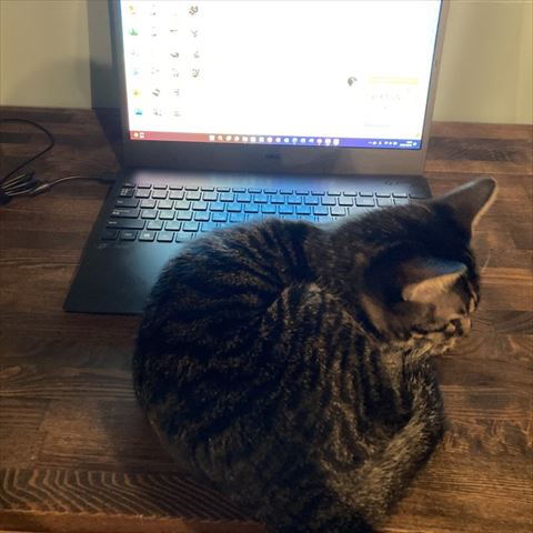 パソコンの前に猫