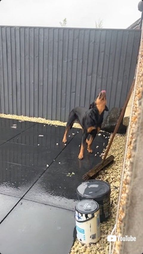 雨粒を飲む犬