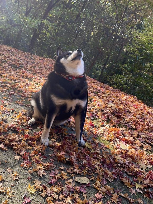 お座りしている柴犬に「お座り」と言ってしまったら→「むんっ」 やっ 