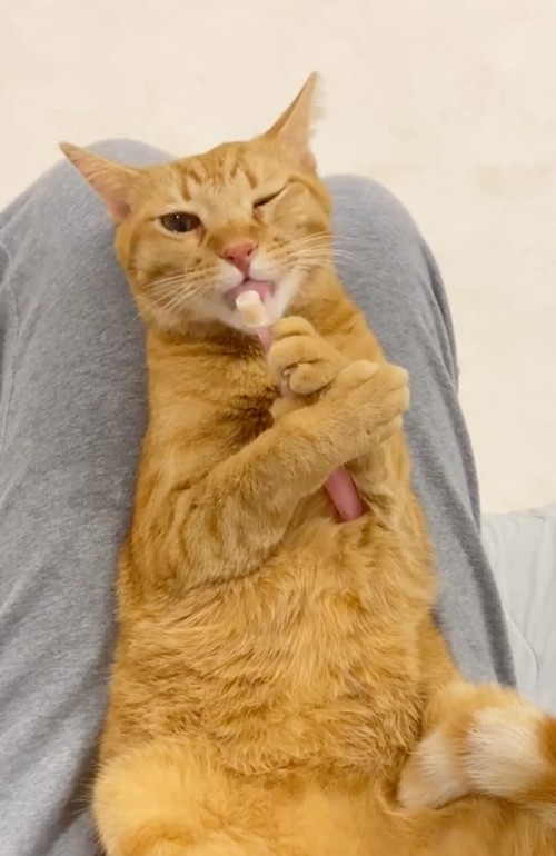 歯ブラシをぎゅっと握る猫