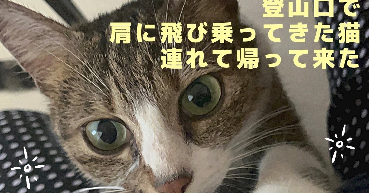 登山口で出会った猫が肩に飛び乗ってきて 保護 家族になった話に 運命の出会い こんなに慕ってくれるなんて の声 ねとらぼ