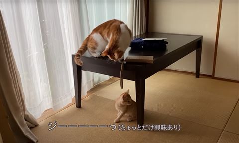 テーブルの上から子猫見る成猫