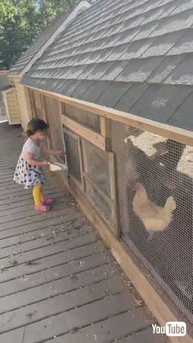 uLittle Girl Lets Out Chickens and Feeds Them - 1380051v