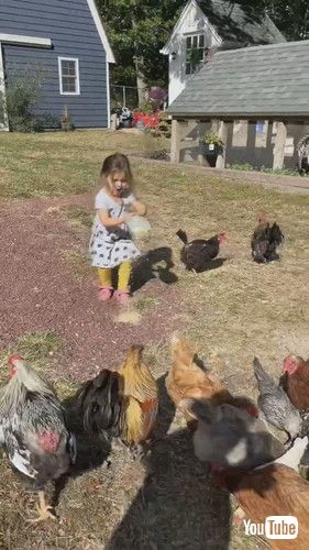 uLittle Girl Lets Out Chickens and Feeds Them - 1380051v