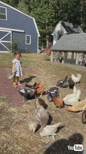 uLittle Girl Lets Out Chickens and Feeds Them - 1380051v