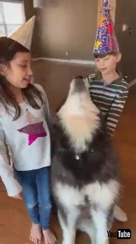 uDog Howls as His Family Sings Happy Birthday to Him - 1265658v
