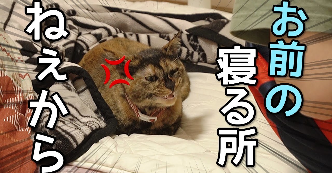 猫と飼い主の 布団争奪戦 始まる 寒い時期ならではのやりとりに 猫あるある 飼い主さすが の声 ねとらぼ